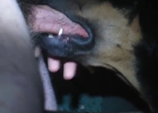 Big dog is banging a zoophile