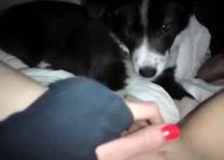 Sensual puppy is giving an oral sex