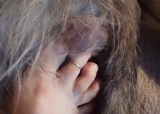 Stimulating big balls of a hairy doggy