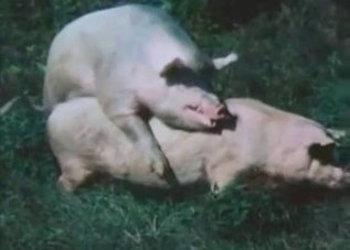 Sweet with astonishing and innocent farm beasts