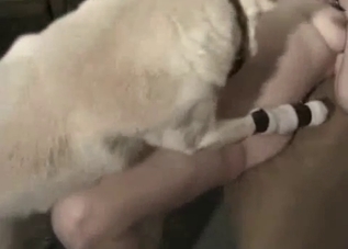 Woman is about to be banged by a white doggie